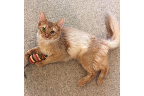 販売中のソマリの親猫